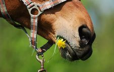 Horse Mouth With Dandelion Stock Photo Horse Mouth With Dandelion Stock Photo