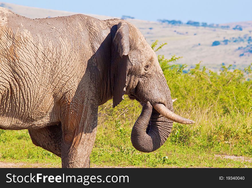 Bull Elephant With Wet Body