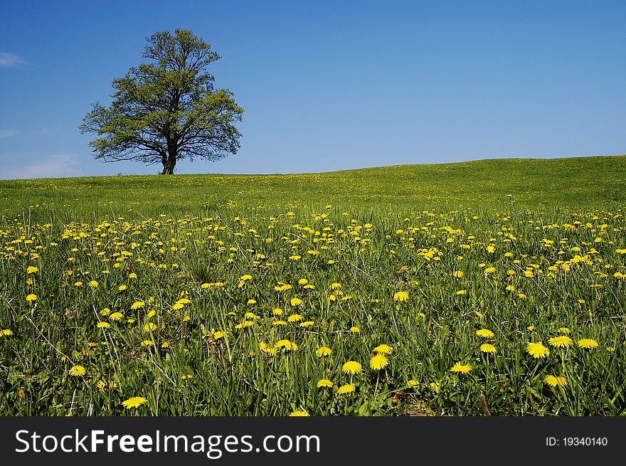 Large tree at the Spring Meadow