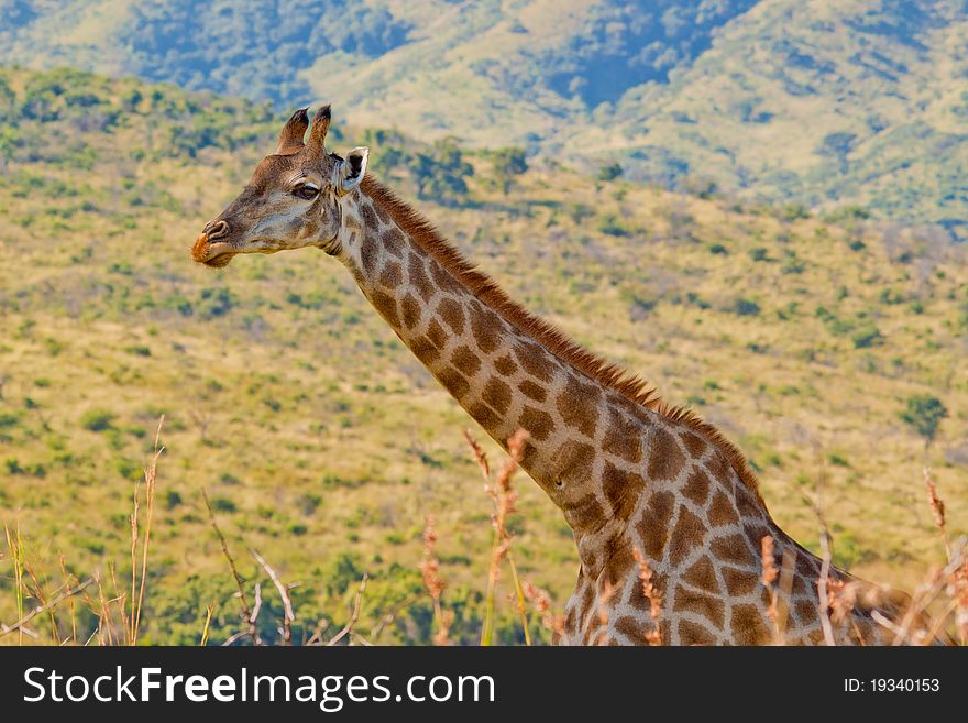 Close up of a giraffes body. Close up of a giraffes body