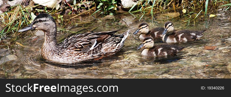 Female wild duck with three ducklings