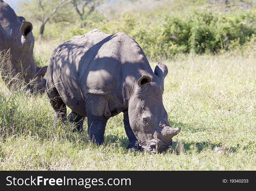 White Rhinoceros Calf Eating In The Shade