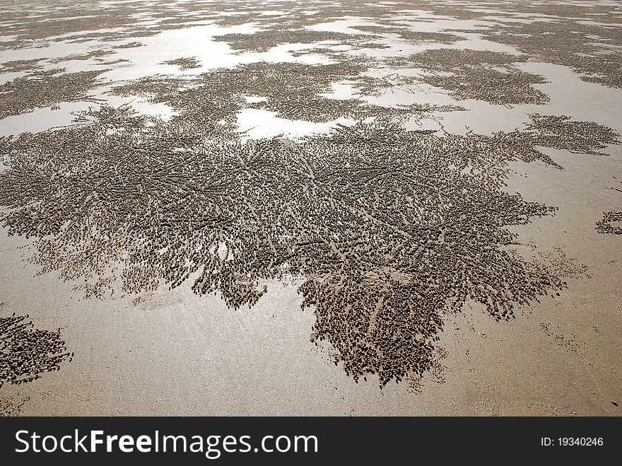 Sand mosaic created by crabs on a wet beach