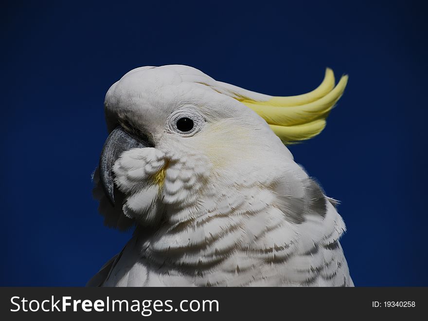 Yellow crested cockatoo on a blue background