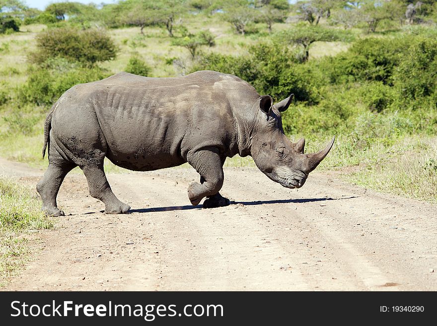 White Rhinoceros crossing the road