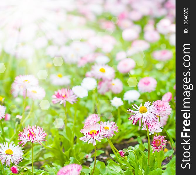 Field of marguerite in the rays of spring sun