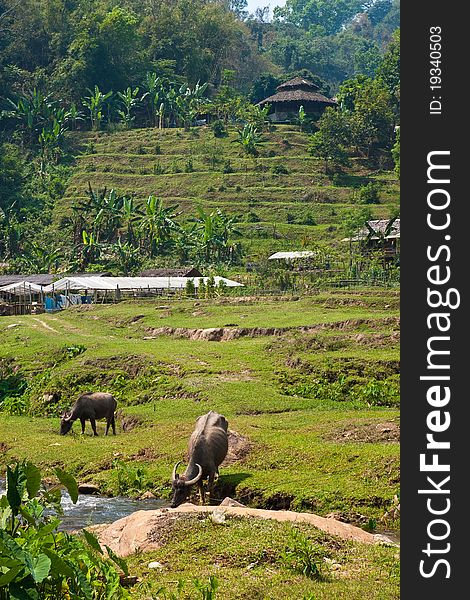 Thai buffalo in the field. Thai buffalo in the field