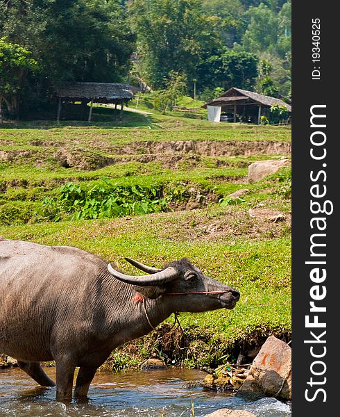 Thai buffalo in the field. Thai buffalo in the field