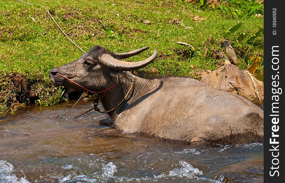 Thai buffalo in the field. Thai buffalo in the field