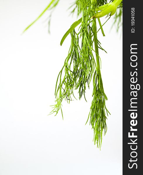 Fennel leaves that fall from above. Fennel leaves that fall from above