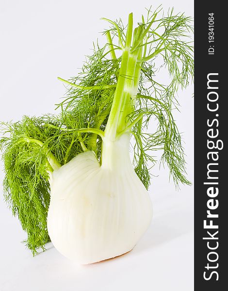 Closeup of fennel with green leafs