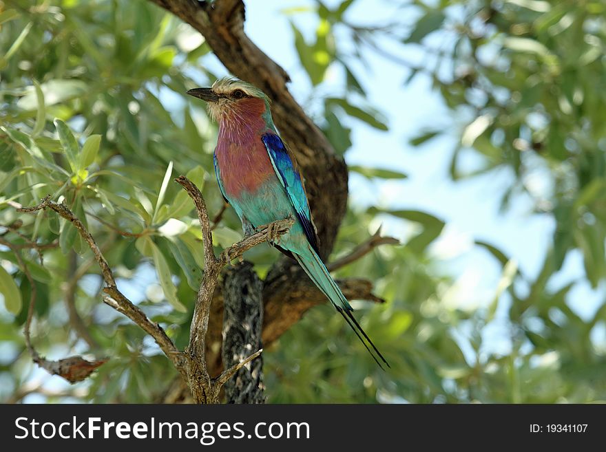 Lilac Breasted Roller Perched In Tree