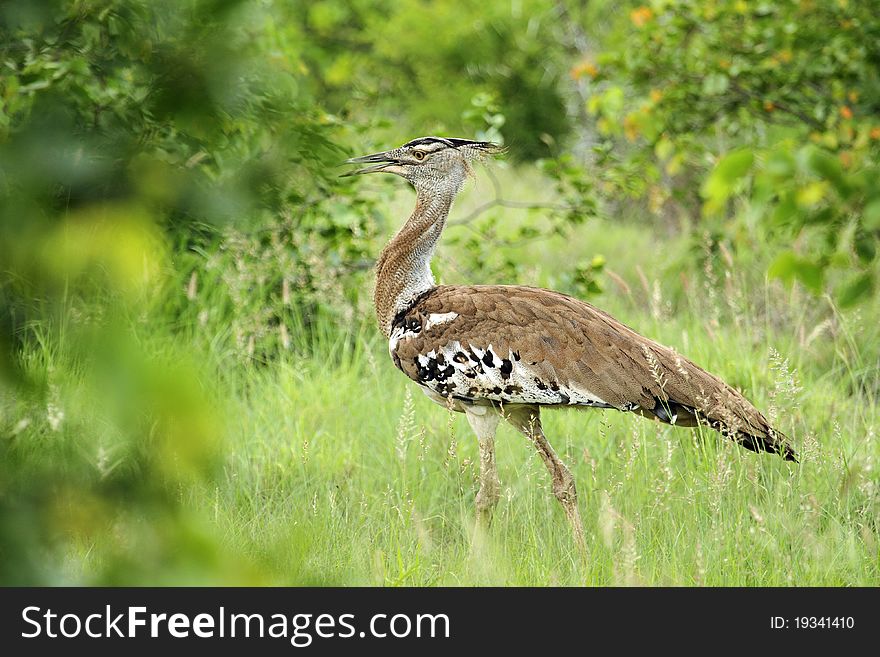 Kori Bustard, large bird walking in bush.