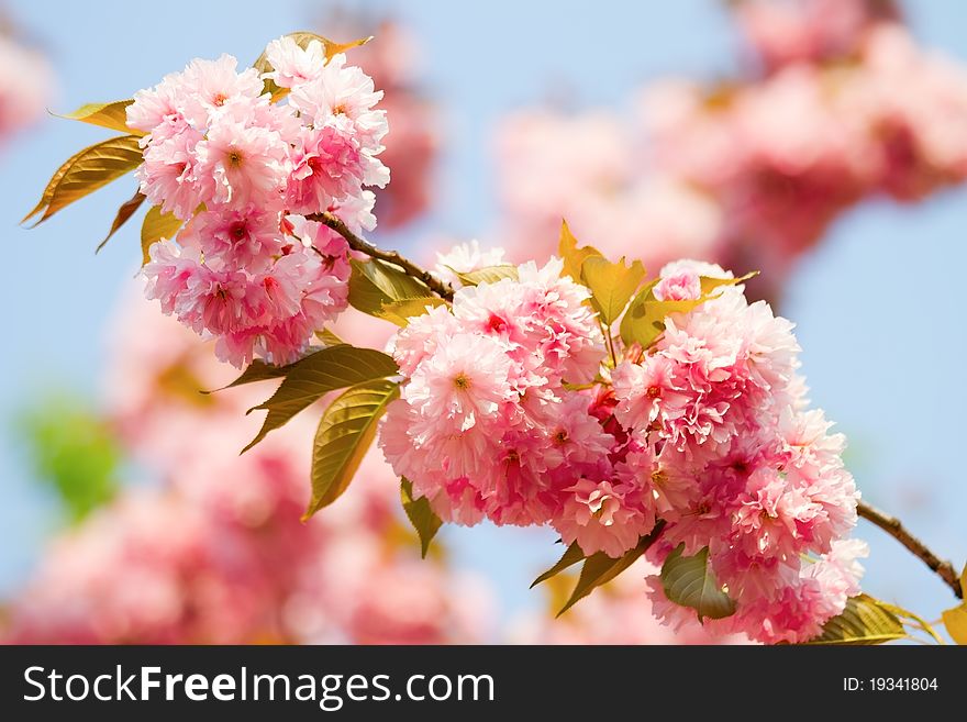 Cherry blossom background with lovely pink color. Cherry blossom background with lovely pink color