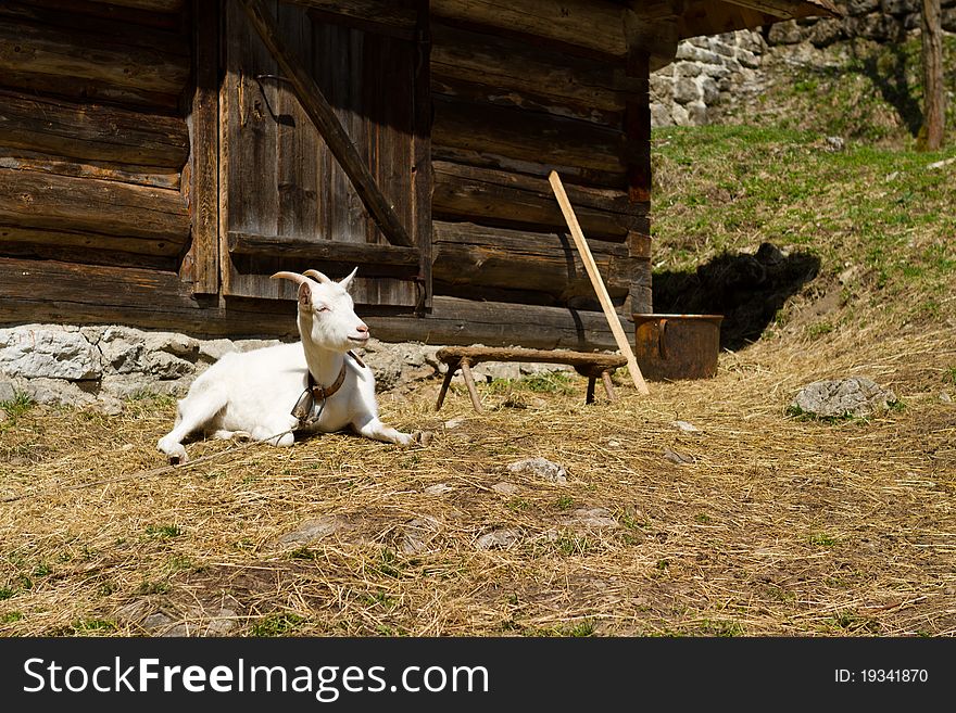 White goat lies next to wooden house