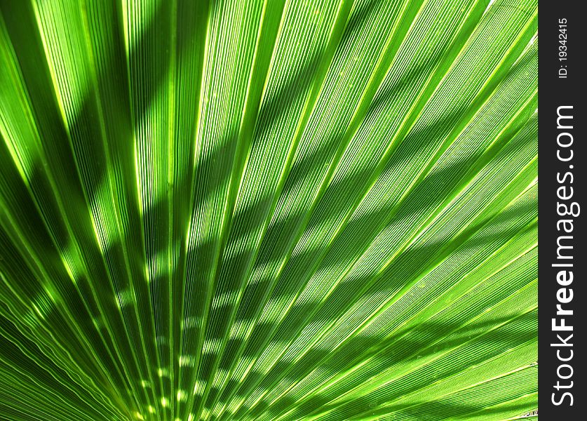 Green and sun light in a palm tree shade