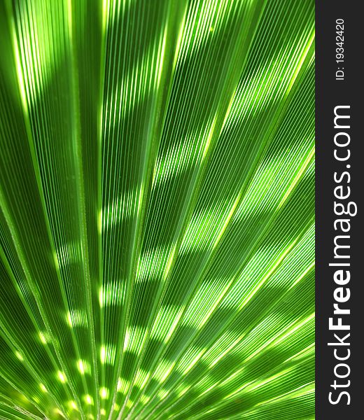 Green and sun light in a palm tree shade