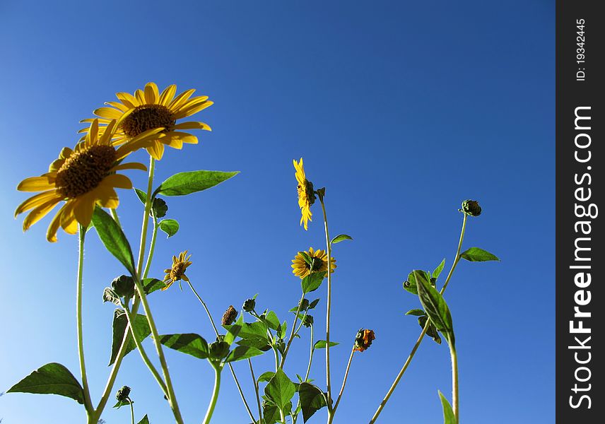 Sunflowers in summer and a blue sky. Sunflowers in summer and a blue sky