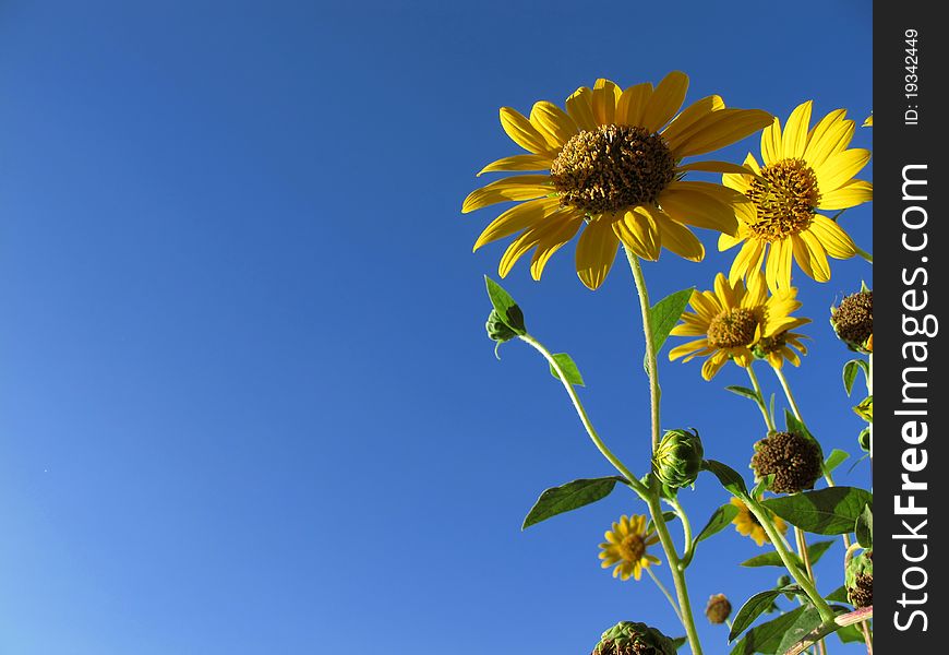 Sunflowers in summer and a blue sky. Sunflowers in summer and a blue sky