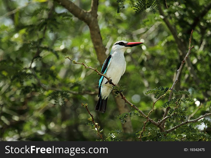 Woodland Kingfisher perched in tree
