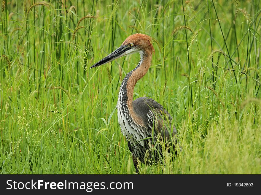 Goliath Heron in grass at river edge