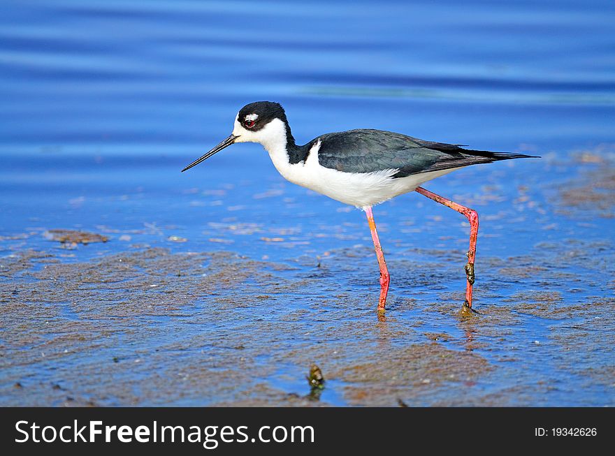 Black-necked Stilt feeding in Marsh