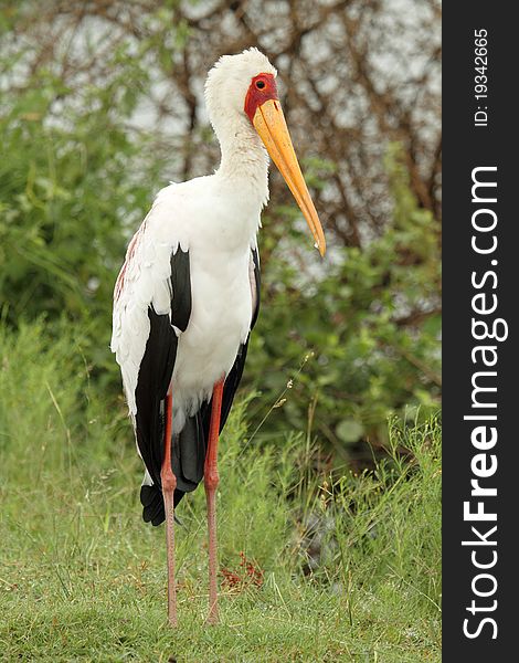 Yellow billed stork standing in grass