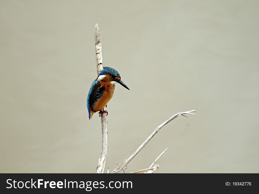 Malachite Kingfisher sitting on branch over river, juvenile. Malachite Kingfisher sitting on branch over river, juvenile