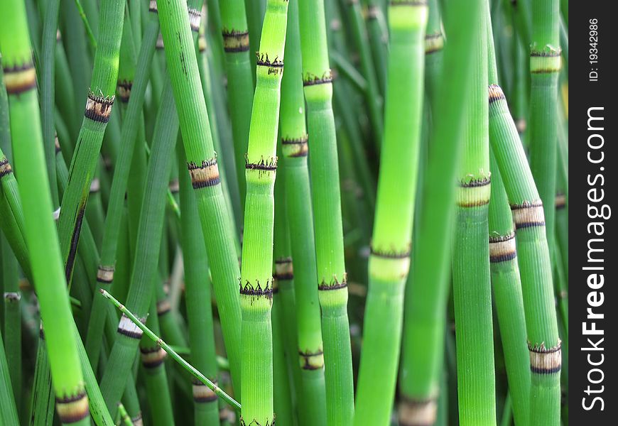 Green Bamboo plant in close up view