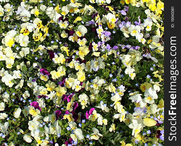 Floral background: lot of yellow pansies. Floral background: lot of yellow pansies