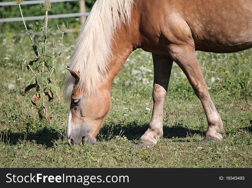 Horse brown and white and grass. Horse brown and white and grass