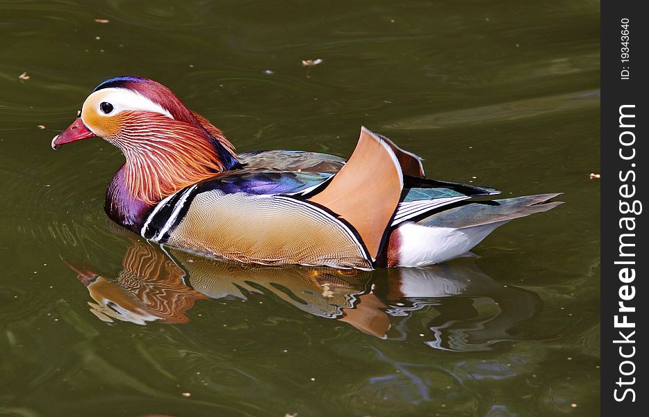 Colorful Mandarin Drake with its reflection in the water (Aix Galericulata). Colorful Mandarin Drake with its reflection in the water (Aix Galericulata)