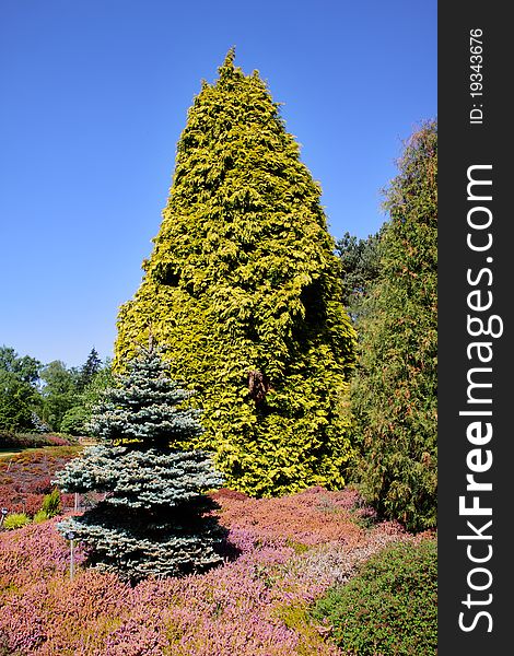 Spring in an English park with colorful Heather and Pine Trees. Spring in an English park with colorful Heather and Pine Trees