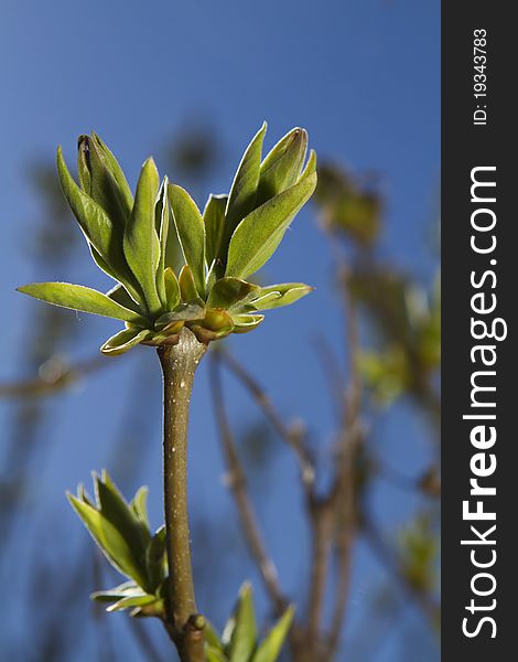 Lilac in spring before opening