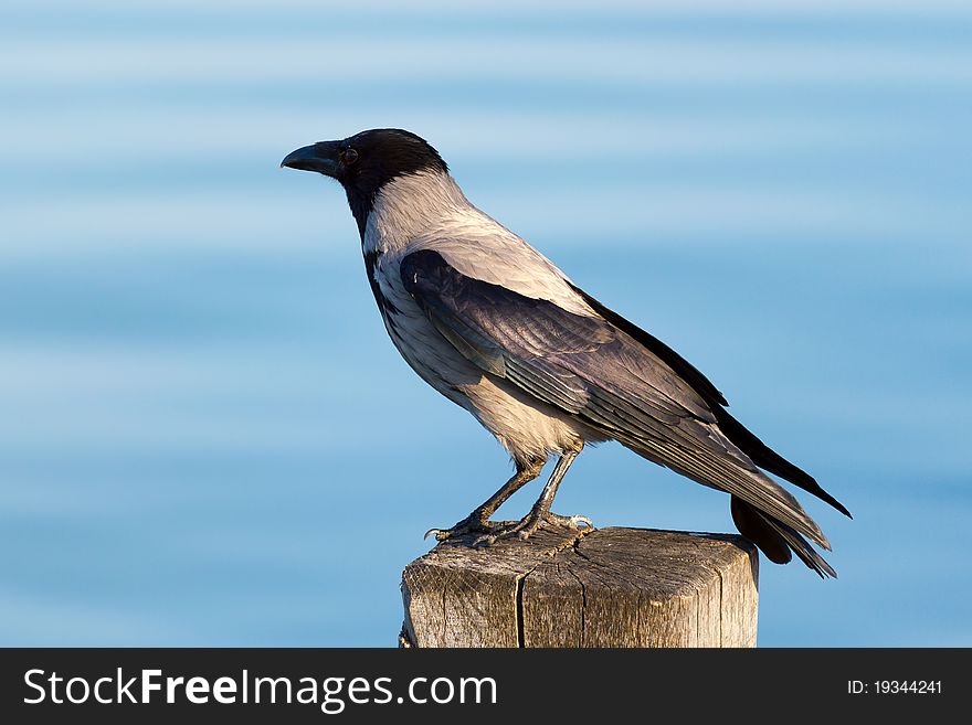 Hooded crow resting on a pillar