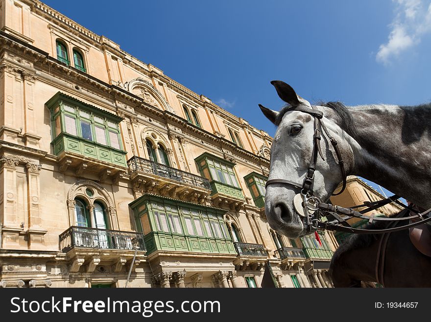 Horse looking at camera in front of a typical facade in Malta. Horse looking at camera in front of a typical facade in Malta