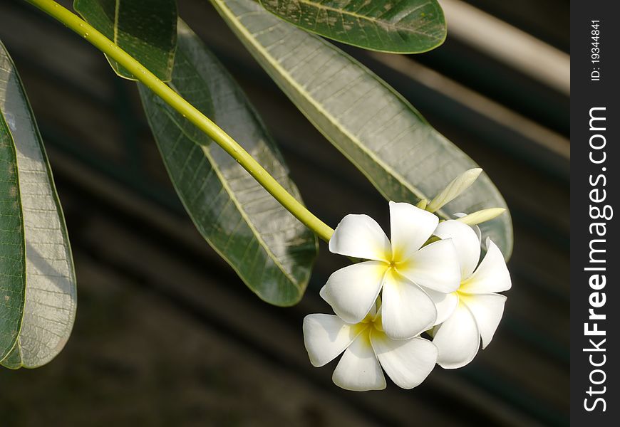 Plumeria or Templetree or Frangipani, white flower in Thailand
