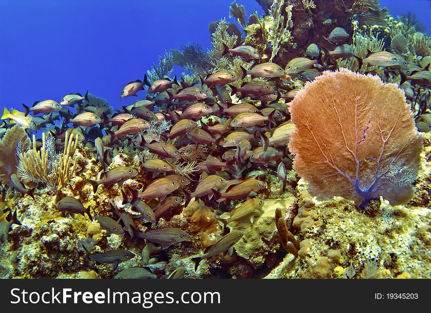 School Of Fish And Sea Fan In Cayman Brac