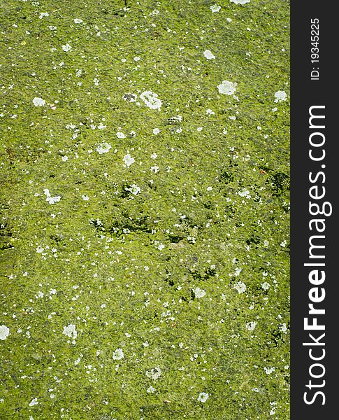 Lichen and moss growing on a rock