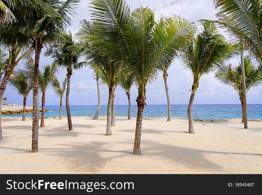 Coconut palms on tropical beach, Xcaret, Mexico, Caribbean sea. Coconut palms on tropical beach, Xcaret, Mexico, Caribbean sea.