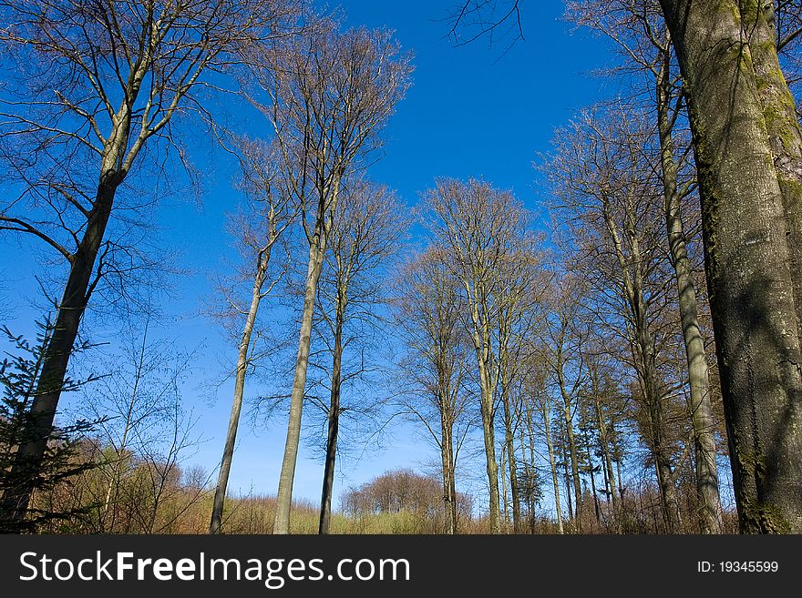Tall trees outdoors nature forest with clear blue sky background. Tall trees outdoors nature forest with clear blue sky background