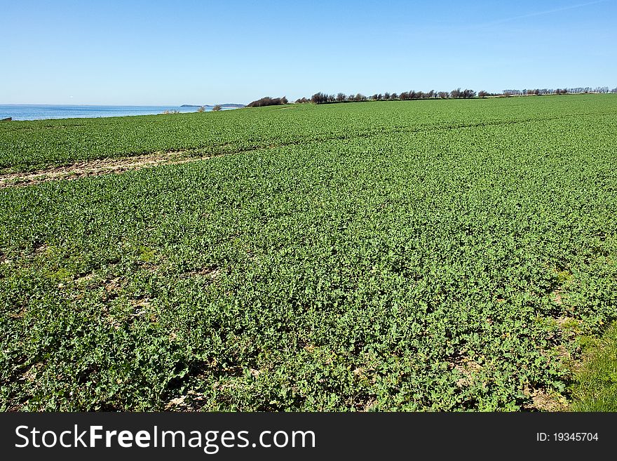 Summer Green Field Sea  Agriculture Background