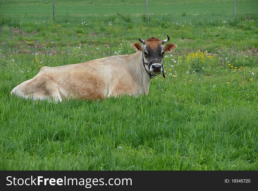 content cow resting in pasture