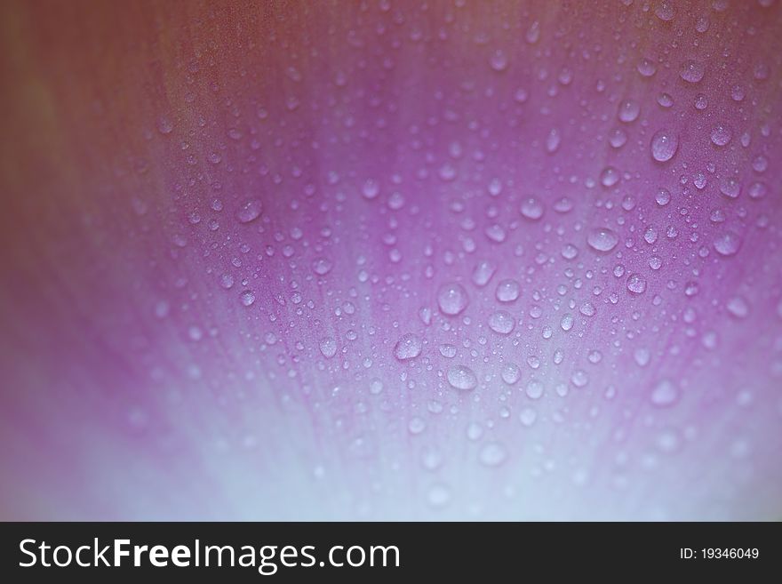 Water drops on lotus petals background