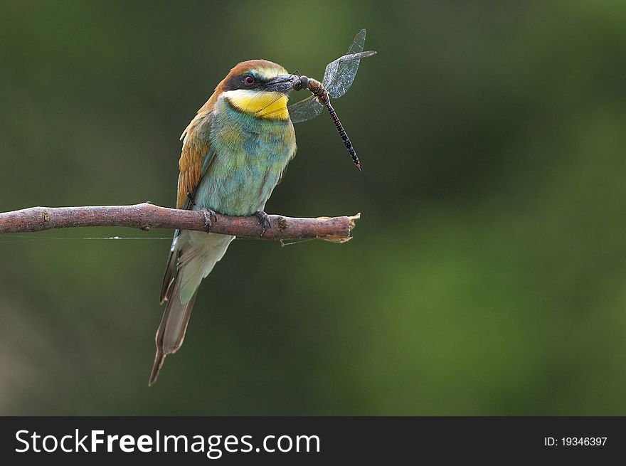 European bee eater on branch with flydragon