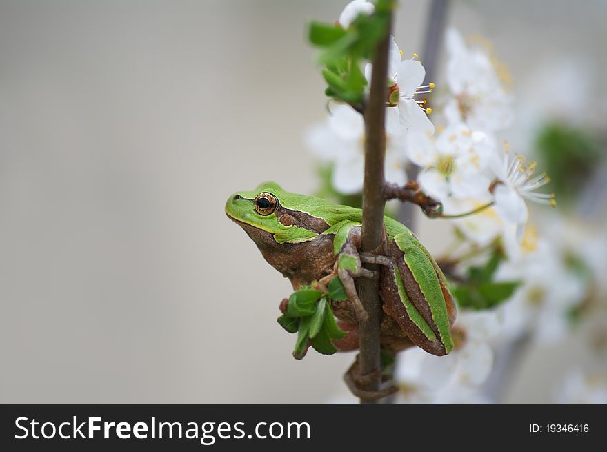 Tree frog on the branch with flowers