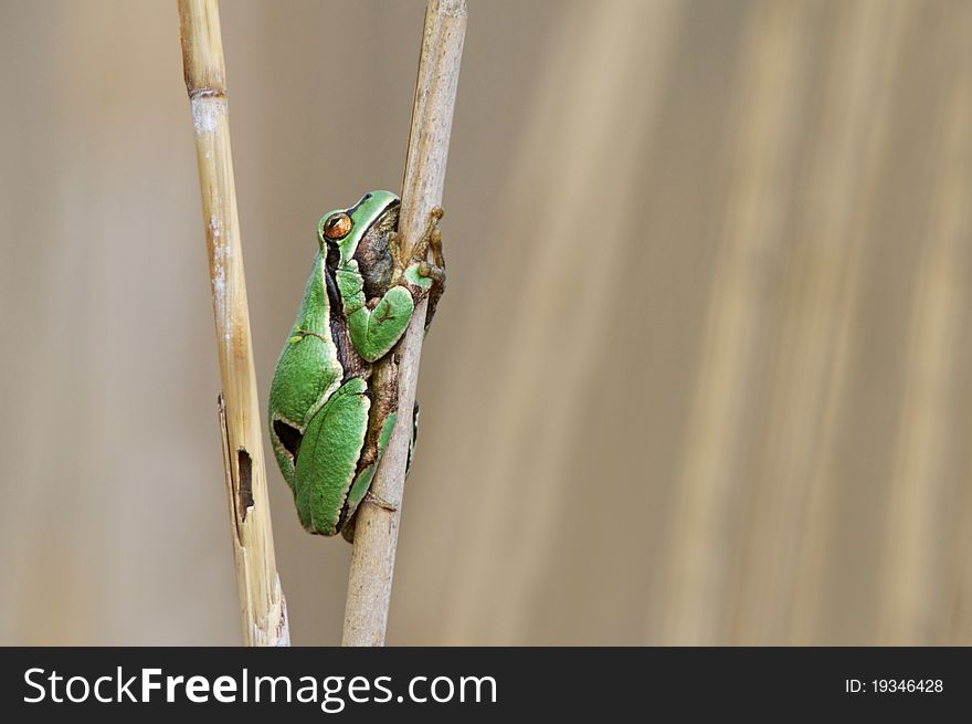 Tree frog on the reed