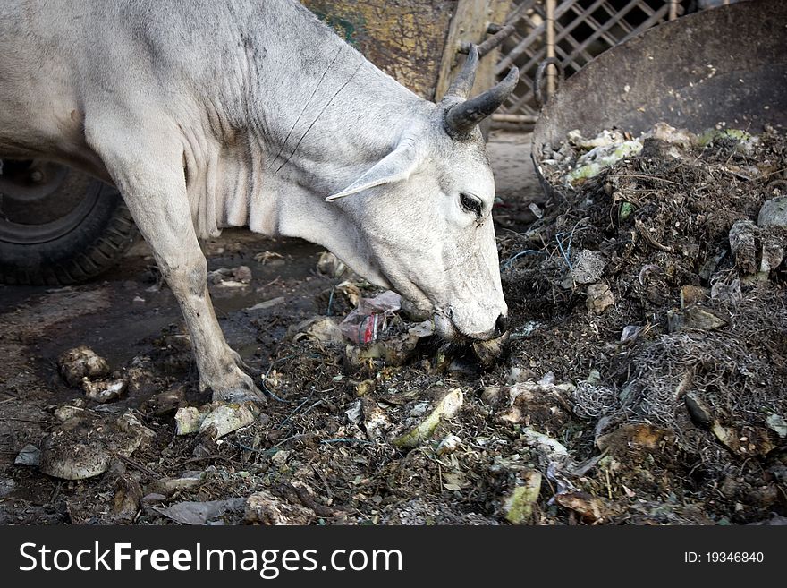 A white Indian cow eating garbage