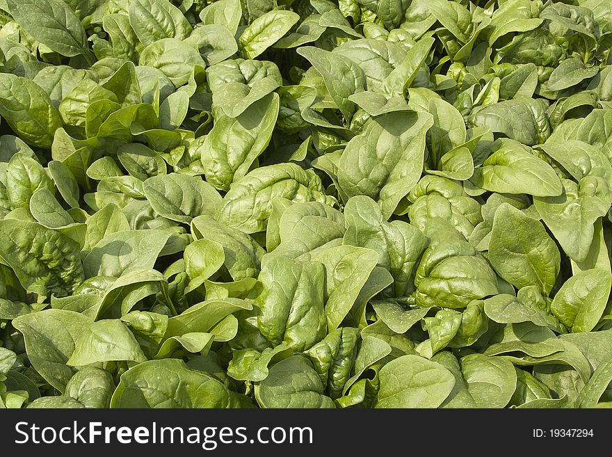 Lettuce close up with a natural sunlight. Lettuce grown in a eco garden.