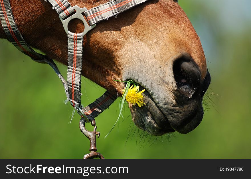 Detail of horse eating dandelion. Detail of horse eating dandelion